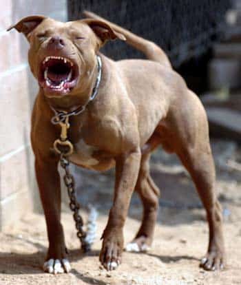 heated-pet-pitbull seo spammer
