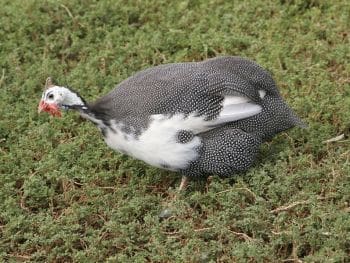 guinea guinea