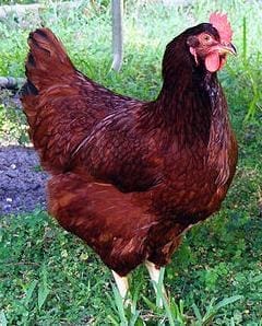 rhode-island-red-chicken rhode-island-red-chicken